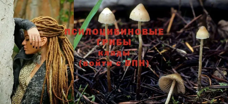 Псилоцибиновые грибы Psilocybine cubensis  Ковылкино 